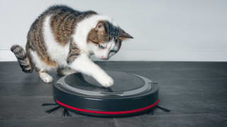 Cat playing with a robot vacuum.